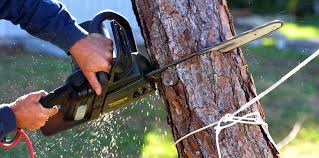 Best Fruit Tree Pruning  in El Cenizo, TX