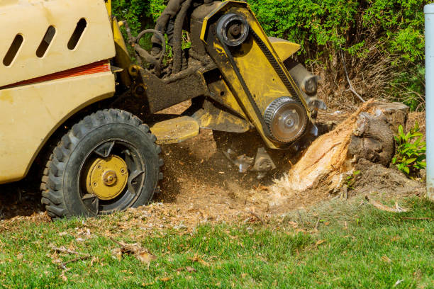 Best Arborist Consultation Services  in El Cenizo, TX