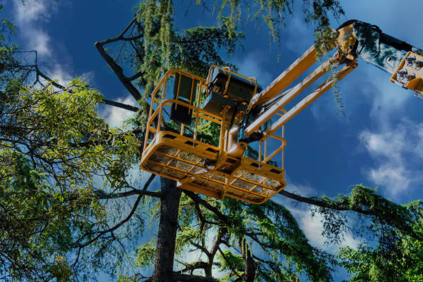Best Tree and Shrub Care  in El Cenizo, TX