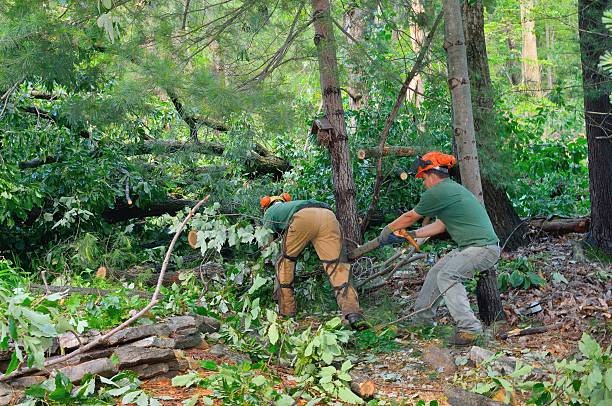 How Our Tree Care Process Works  in  El Cenizo, TX
